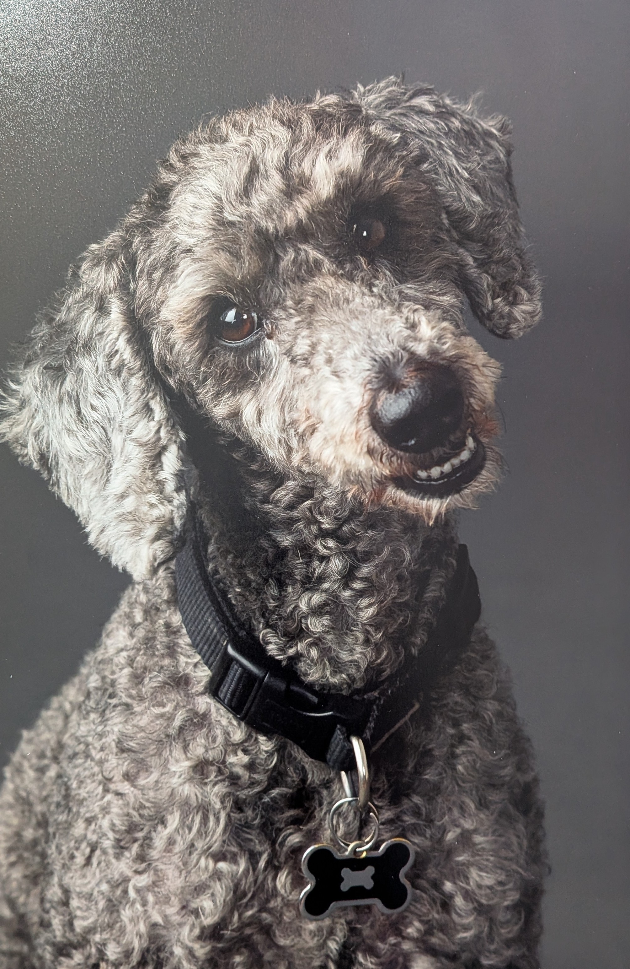 Dog sitting in grass