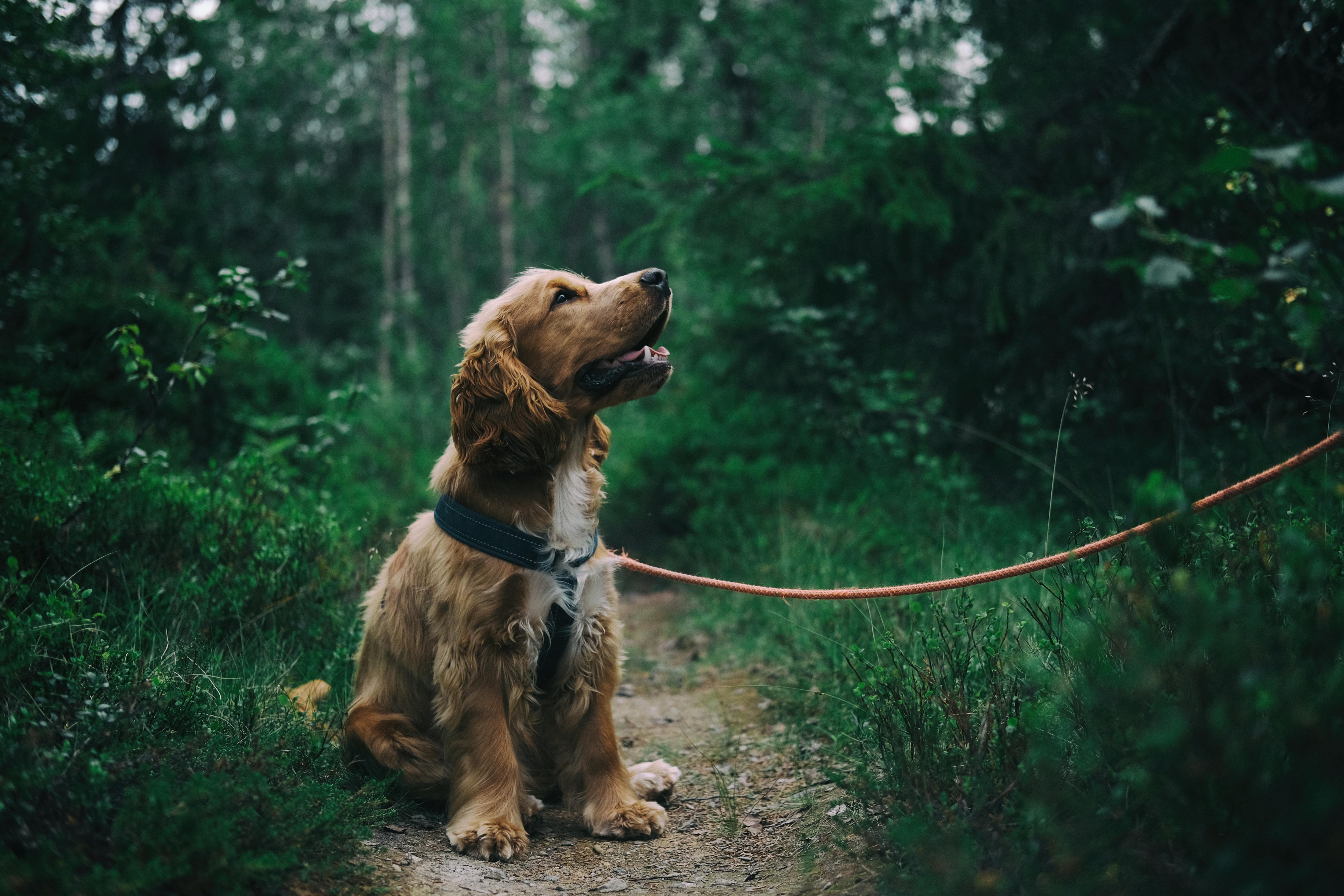 Dog enjoying a park walk
